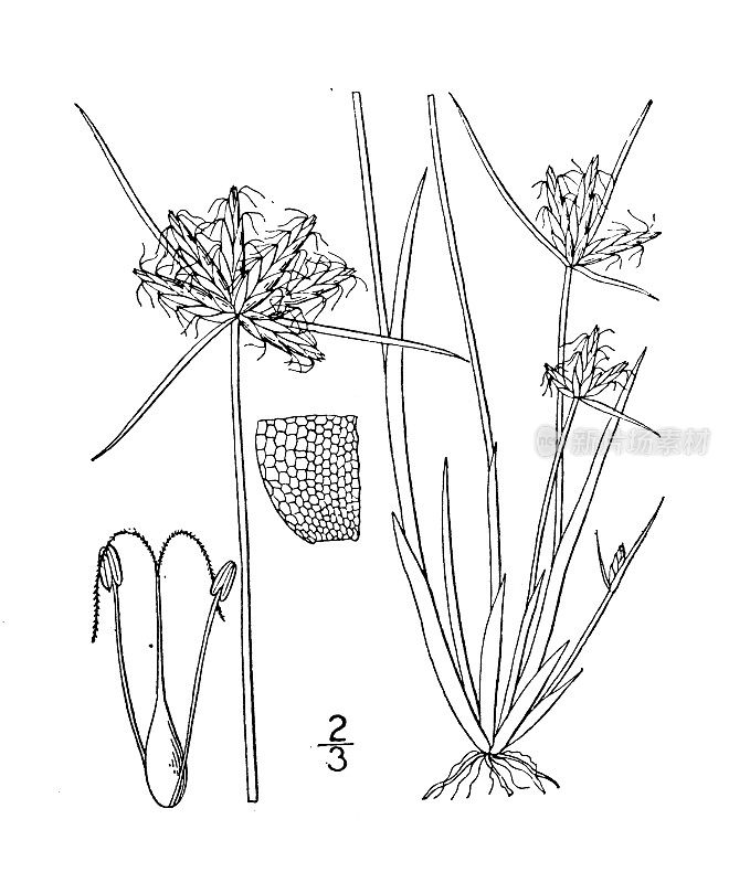 古植物学植物插图:香附、低香附