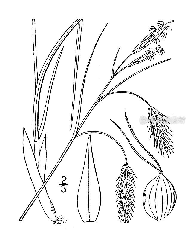 古植物学植物插图:苔草，隐苔草