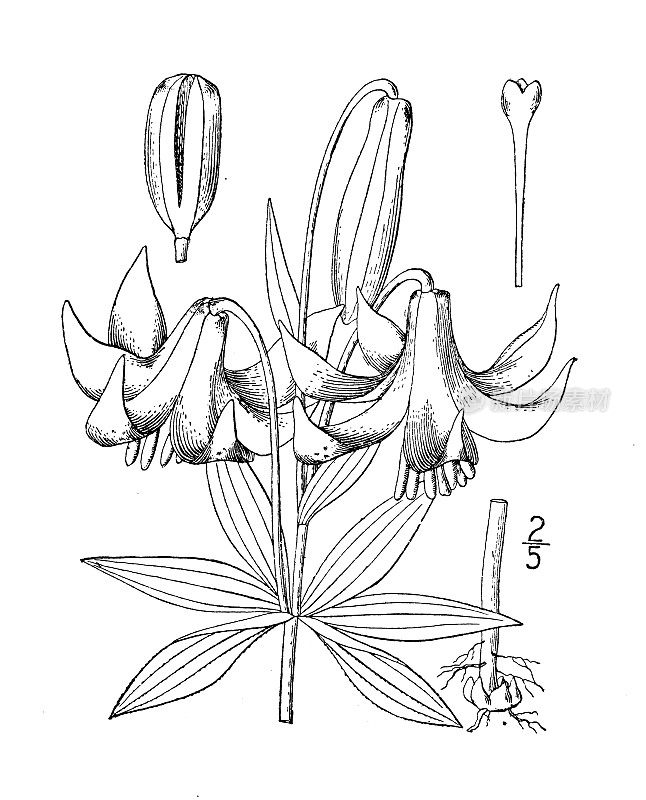 古植物学植物插图:加拿大百合、野生黄百合