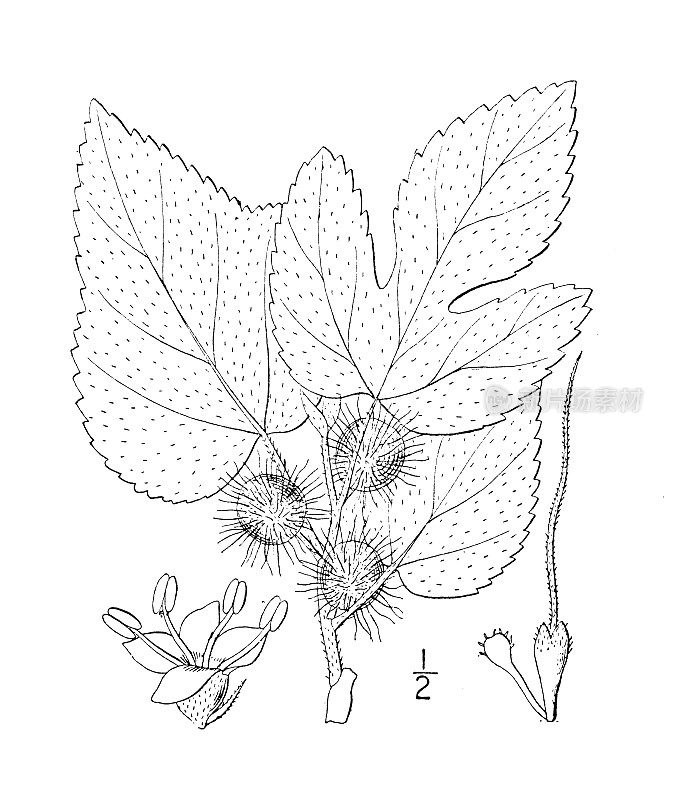 古植物学植物插图:纸莎草，纸桑