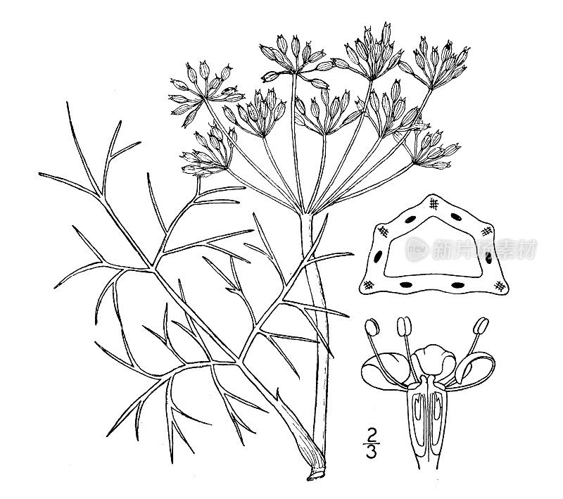 古植物学植物插图:小茴香、小茴香