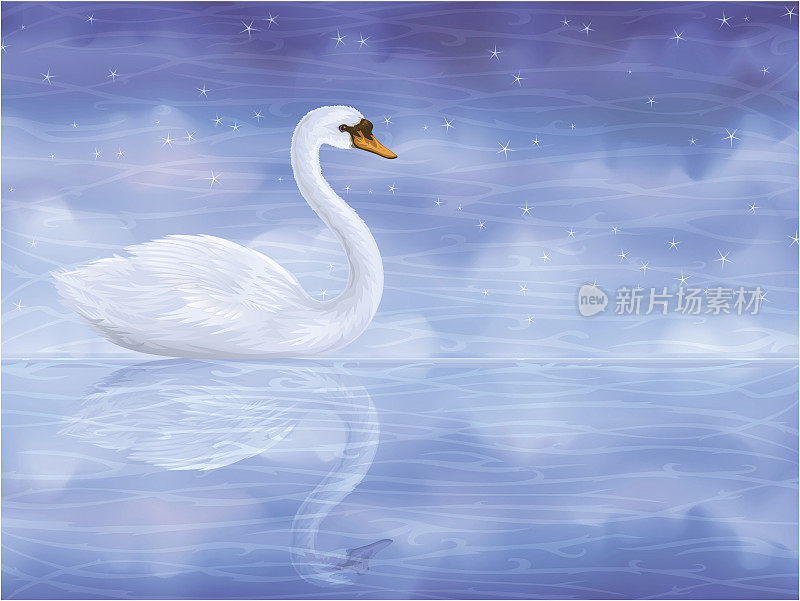 沉默的白色天鹅在清澈的蓝色水中倒映