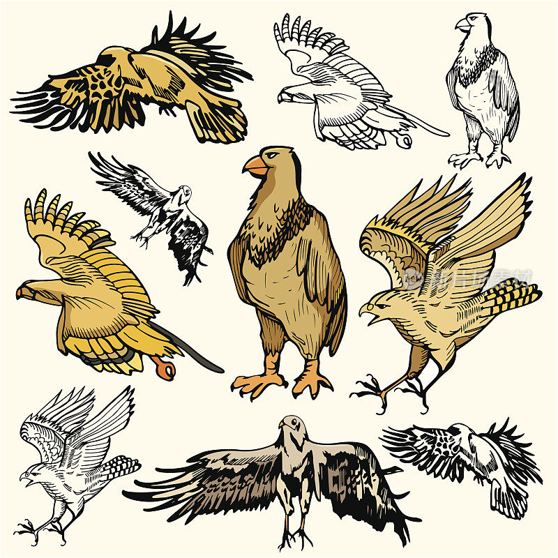 鸟类插图XII:鹰(矢量)