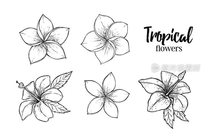 手绘矢量插图-热带花卉。夏天的时间。完美的邀请，贺卡，博客，海报和更多。