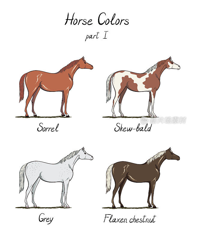 马的颜色。马皮毛颜色与文字