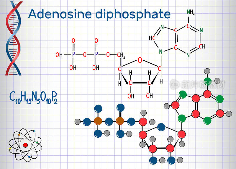 二磷酸腺苷(ADP)分子是一种重要的代谢有机化合物，是活细胞能量传递的载体。笼子里的一张纸。