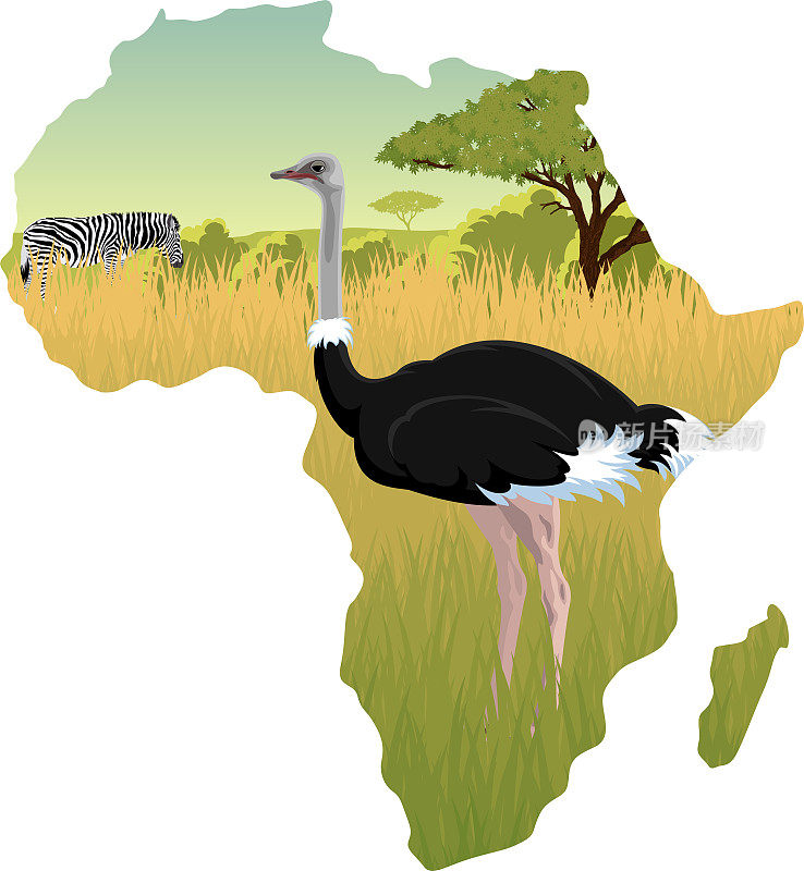 非洲大草原鸵鸟和斑马-载体插图
