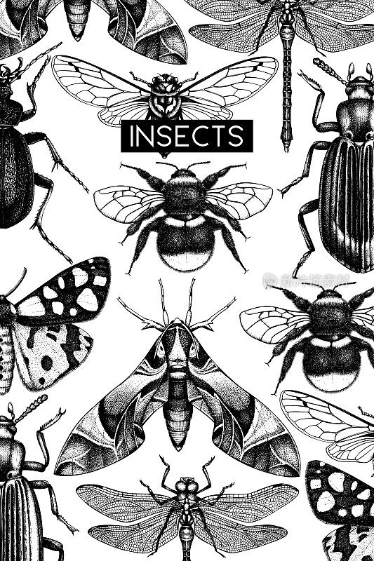 老式昆虫卡片设计