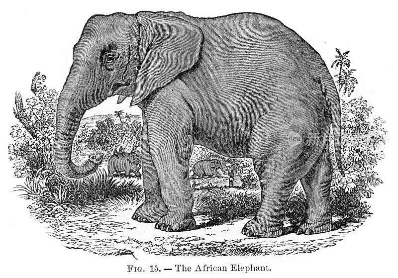 非洲大象雕刻1886年