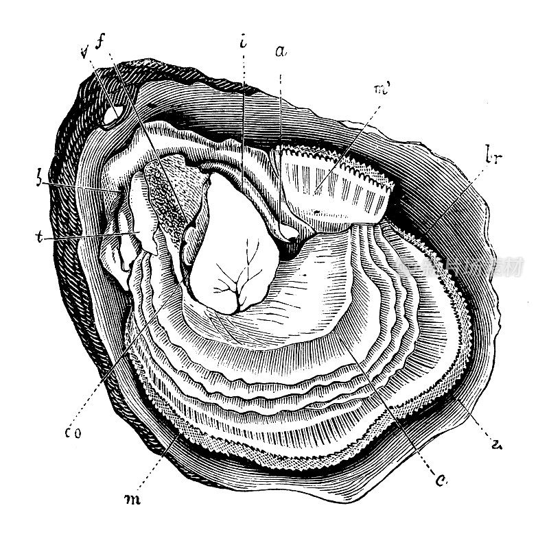 古董动物插图:牡蛎