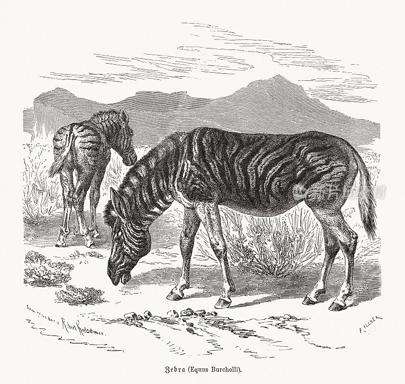 平原斑马(斑驴)，木版，1891年出版