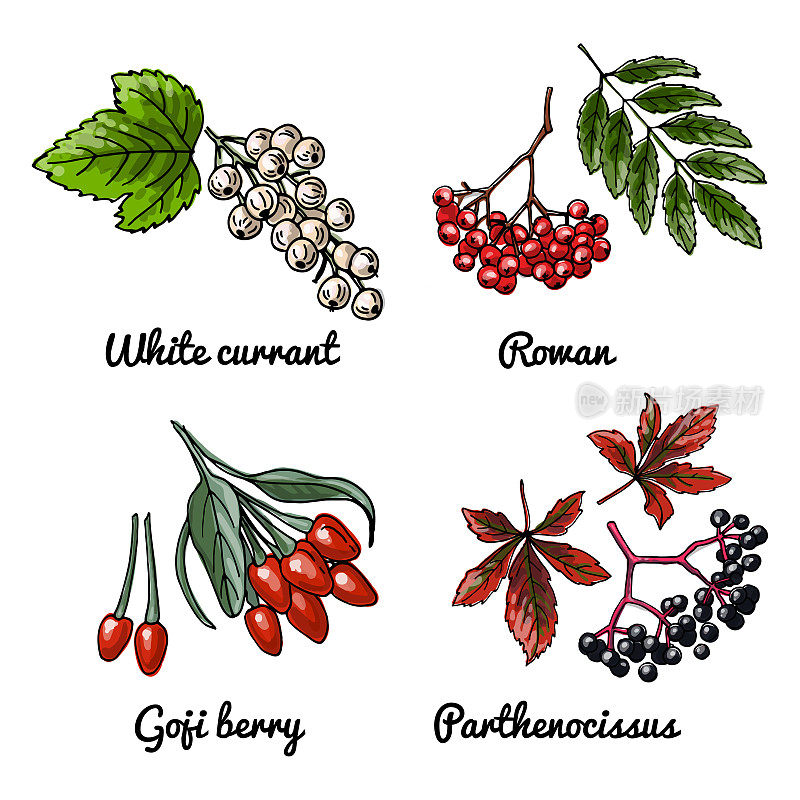 矢量食物图标的浆果。食品彩色速写。白醋栗，花楸，枸杞，孤山莓