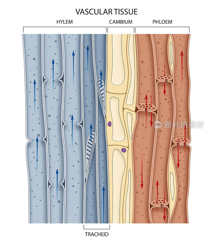 题目:茎中维管束的横切面，显示导食韧皮部和导水木质部