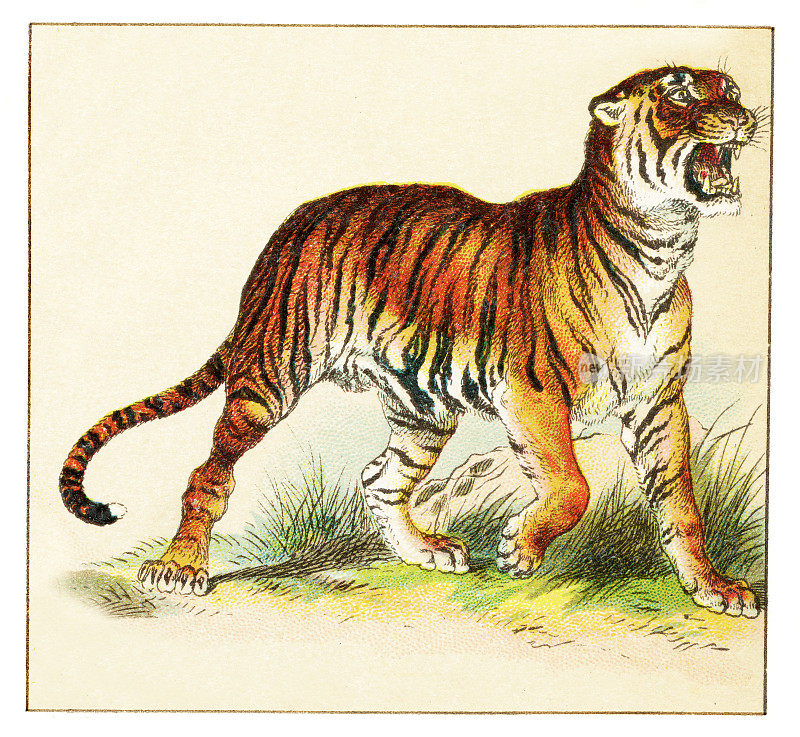 虎插图1897