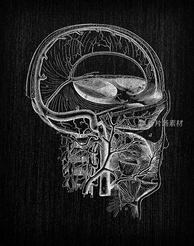 人体解剖学古董插图:颈部和头部静脉