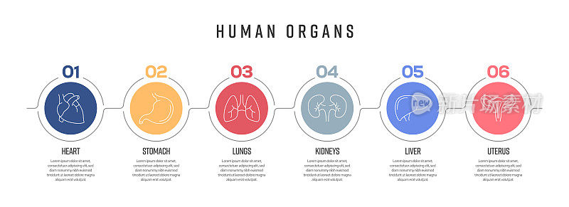 人体器官概念矢量线信息图形的图标设计。6选项或步骤的展示，横幅，工作流程布局，流程图等。