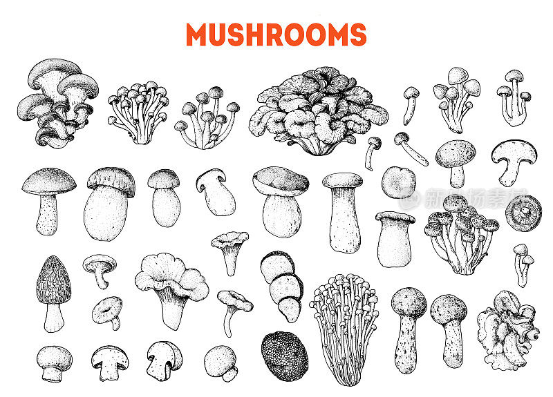 食用蘑菇手绘草图。矢量插图集合。手绘的食物。古董蘑菇草图。有机食品。森林蘑菇。古董蘑菇背景。健康食品的说明