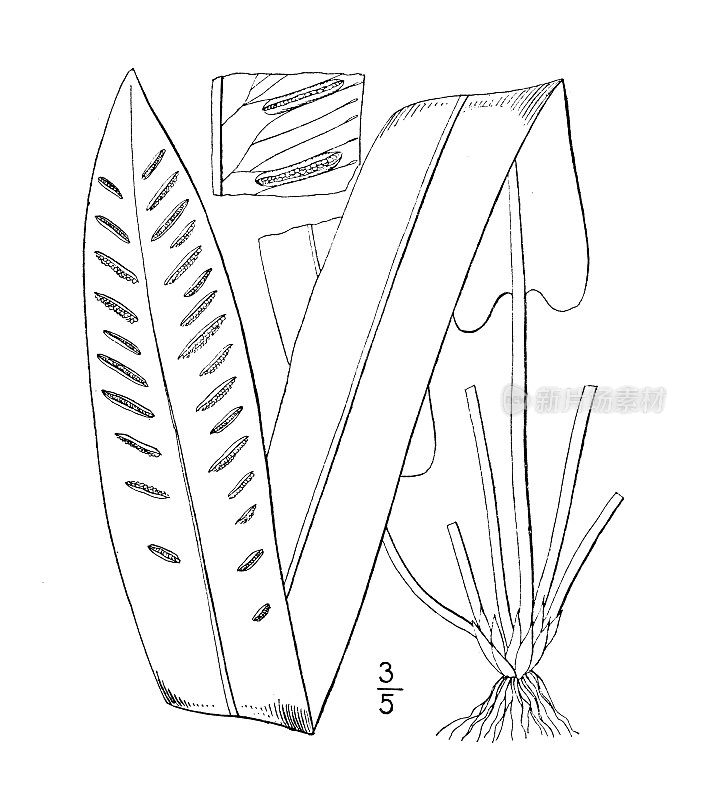 古植物学植物插图:蜈蚣草，哈特的舌头