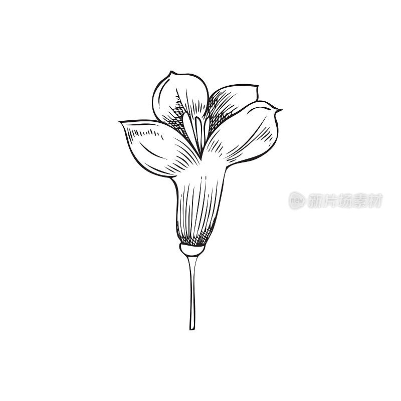 一朵单色油菜花。菜籽植物，矢量插图，手绘草图在白色背景