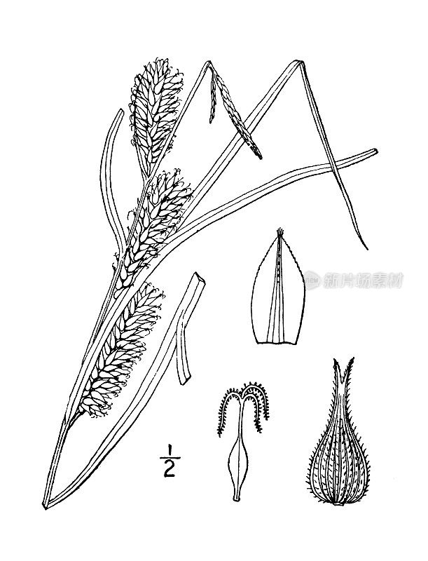 古植物学植物插图:毛苔草，苔草