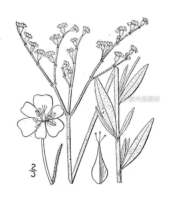 古植物学植物插图:一年生牛角草、一年生牛角草