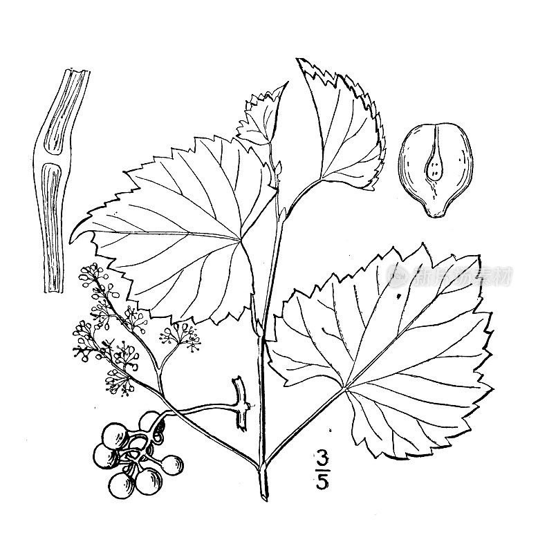 古植物学植物插图:葡萄，沙葡萄，糖葡萄