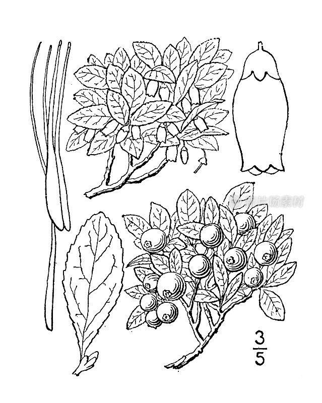 古植物学植物插图:越橘，矮越橘