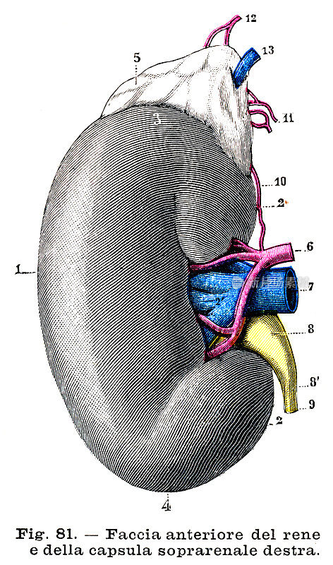 肾脏解剖版画1899年