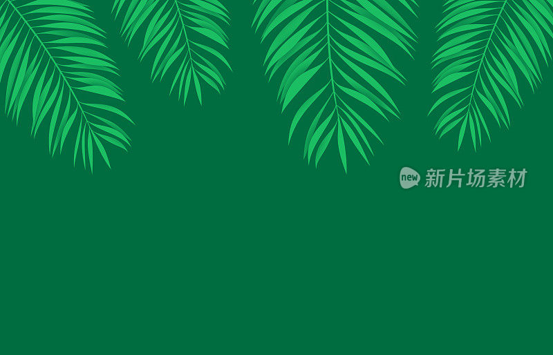 棕榈叶叶夏季绿色树冠热带背景