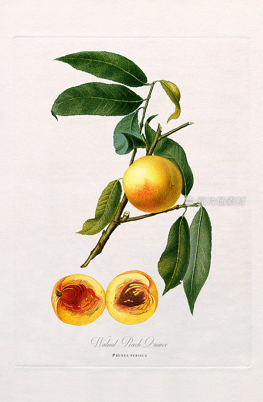 古董插图，桃子，植物插图，大约1817年