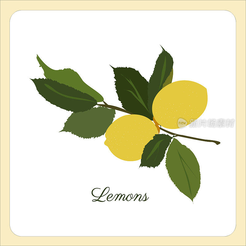 向量柠檬枝，黄色果。