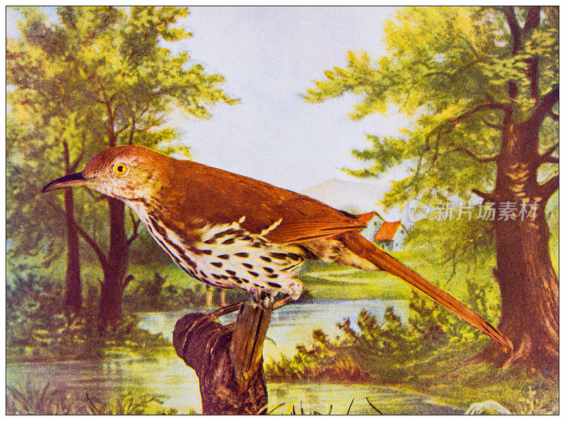 古董鸟类彩色图像:棕色画眉
