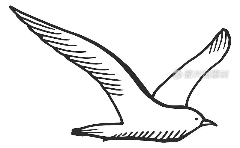 海鸥草图。手绘海鸟飞翔