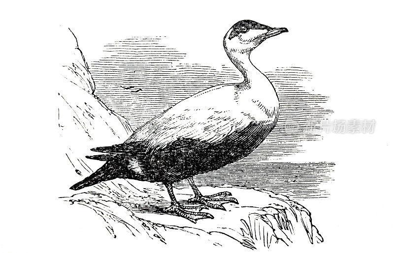 绒鸭:大海鸭属的大型海鸭
