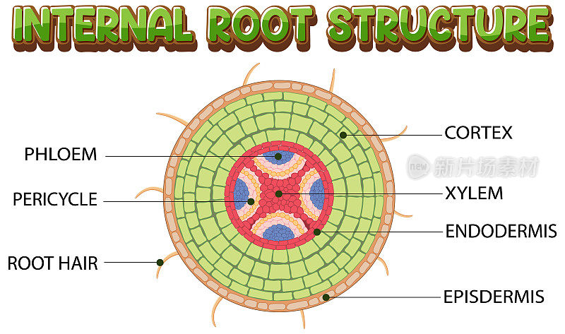 根图的内部结构