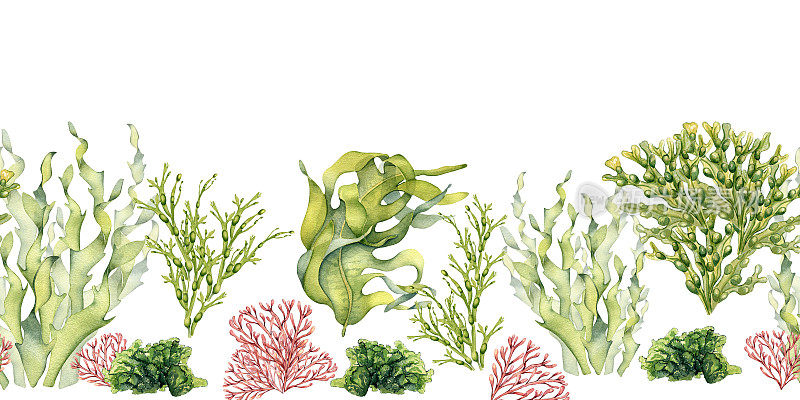 无缝板的绿色海洋植物水彩插图孤立的白色。海带，海沙拉，乌尔瓦，豆子手绘。设计元素用于包装，标签，广告，包装，海洋收集