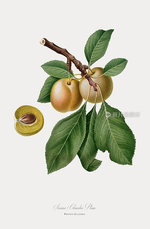 梅花，植物插图，大约1817年