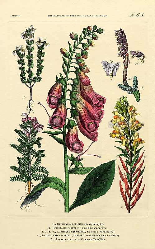 古董雕刻，草本和开花植物，植物王国，维多利亚植物插图，大约1853年