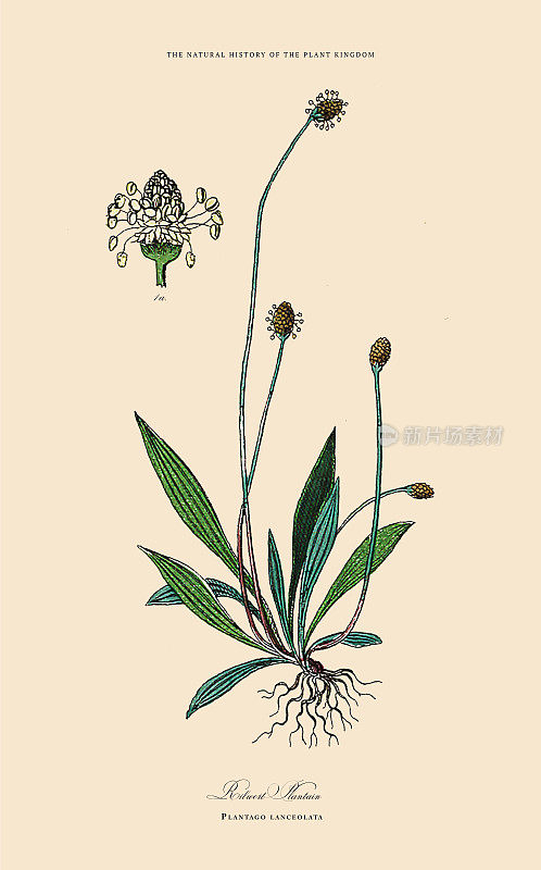 开花植物，植物王国，维多利亚植物插图，大约1853年