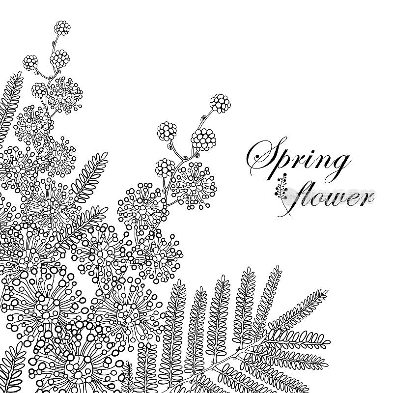 轮廓含油合欢或金合欢或银色荆合欢的矢枝花和叶在黑色孤立在白色的背景上。