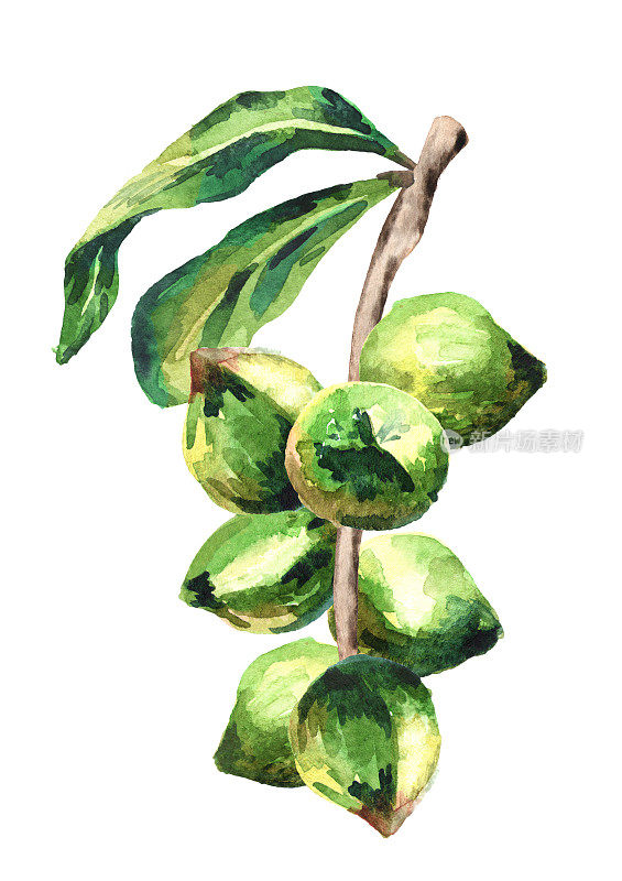 澳洲坚果分枝，白色背景上有孤立的坚果。水彩手绘插图