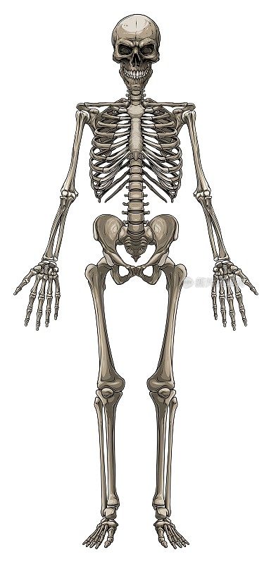 图形丰富多彩的人体骨骼骨骼矢量
