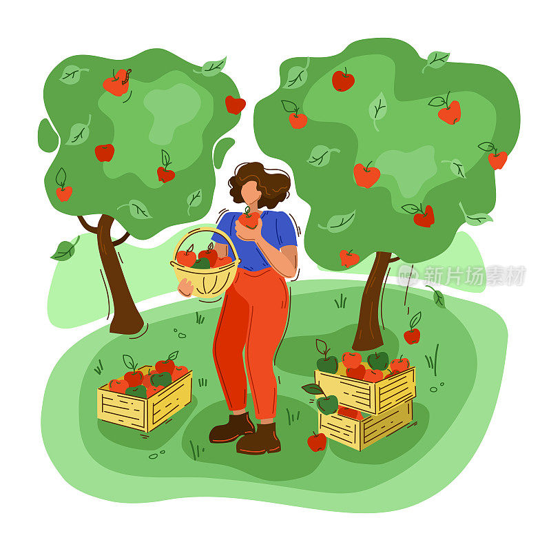 摘苹果的妇女。平的风格。病媒农业，孤立背景下的农业。