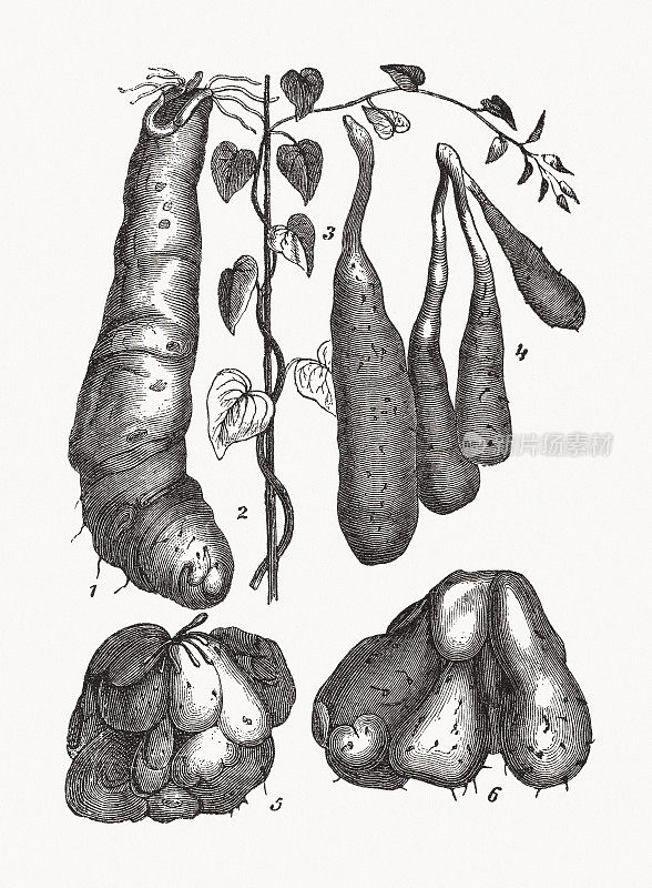 不同种类的红薯、木刻，出版于1893年