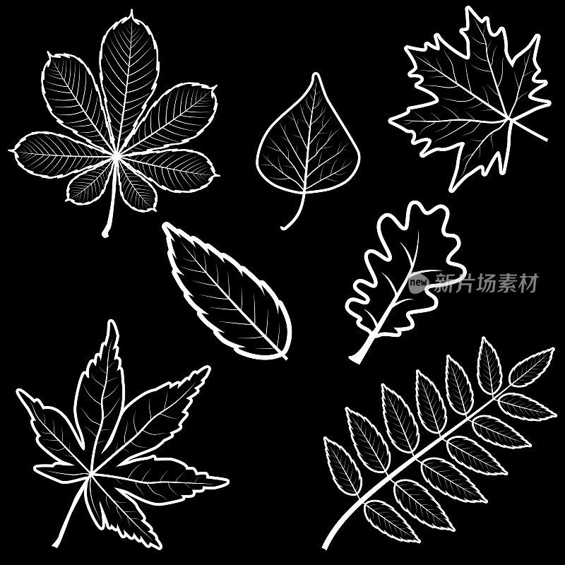 套不同的黑白色秋季枫葡萄橡树花桦树栗子叶。包括轮廓轮廓叶。