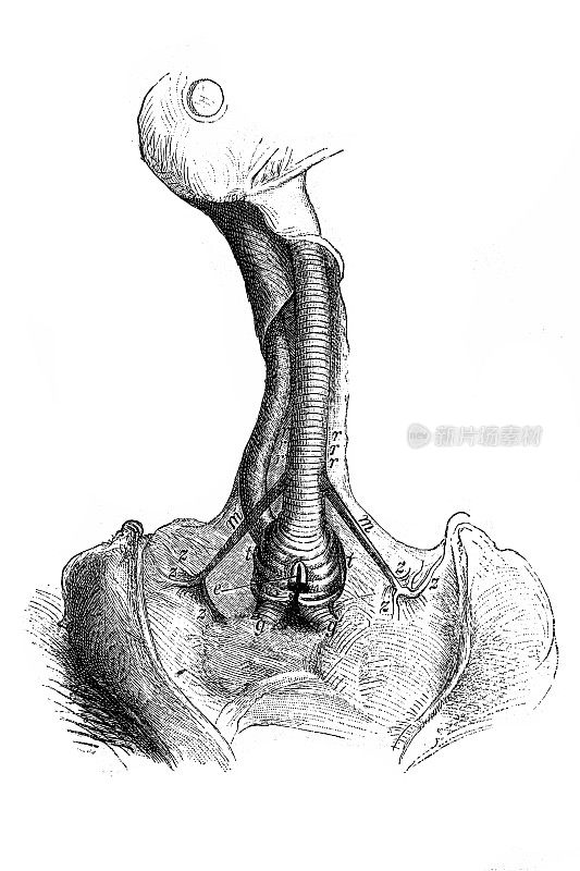 喉部杜鹃鸟的喉部或喉部的下部，带有肌肉装置