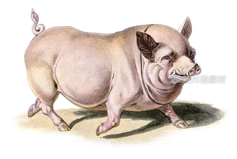 1897年愤怒丑陋的猪，野猪行走的画
