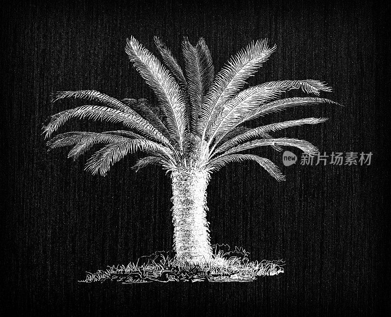 植物学植物仿古雕刻插画:苏铁(Sotetsu，西米棕榈)