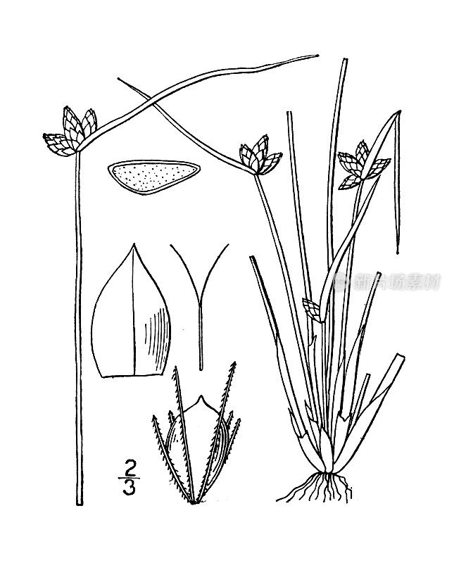 古植物学植物图例:衰弱三棱藨草，弱茎杆梅花