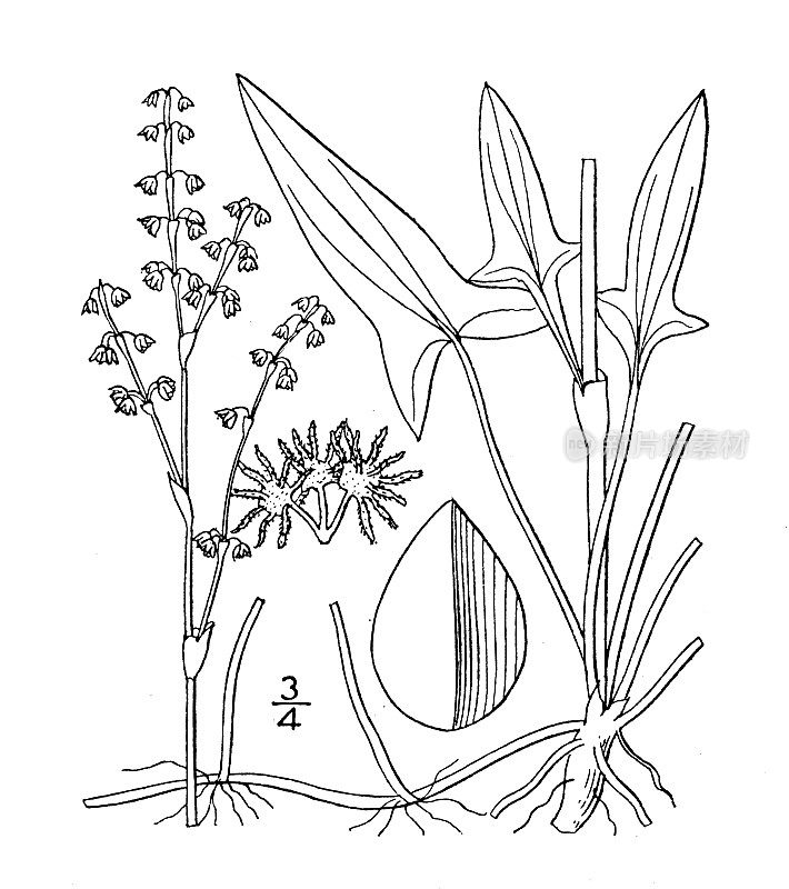 古植物学植物插图:酸模、酸模